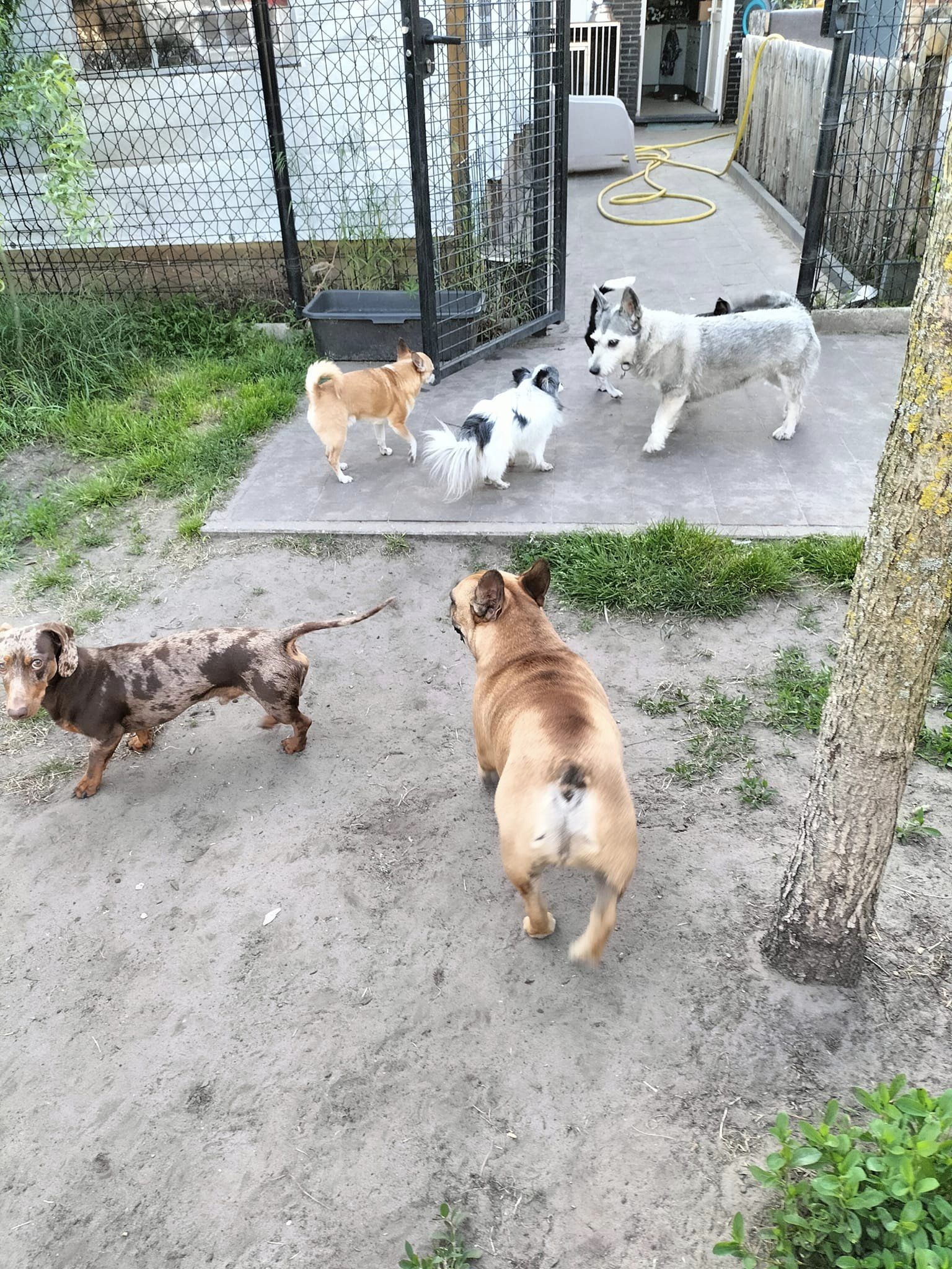 Een groep honden van verschillende rassen in een omheinde tuin
