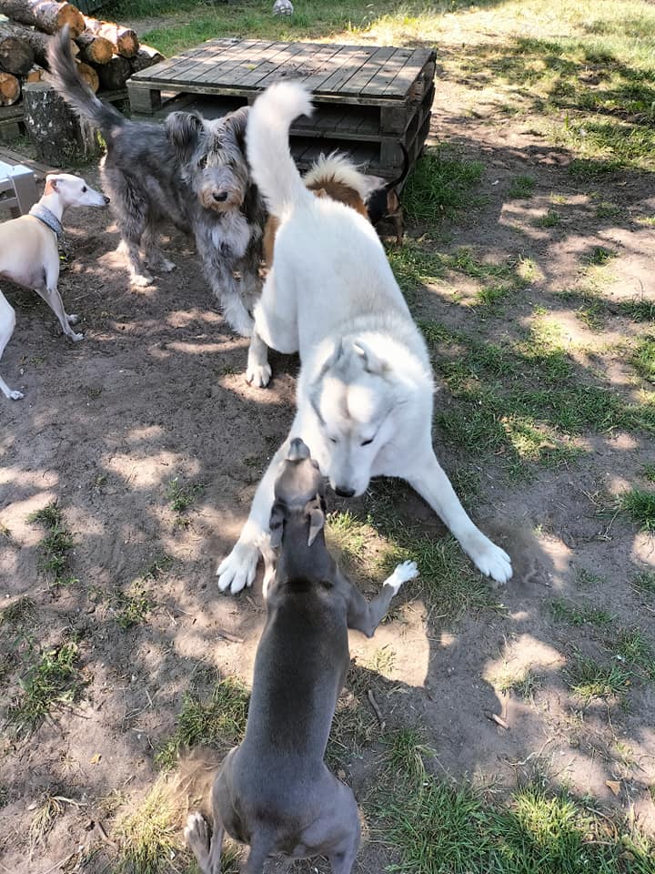 Verschillende honden die in de zon samen spelen op een zandterrein